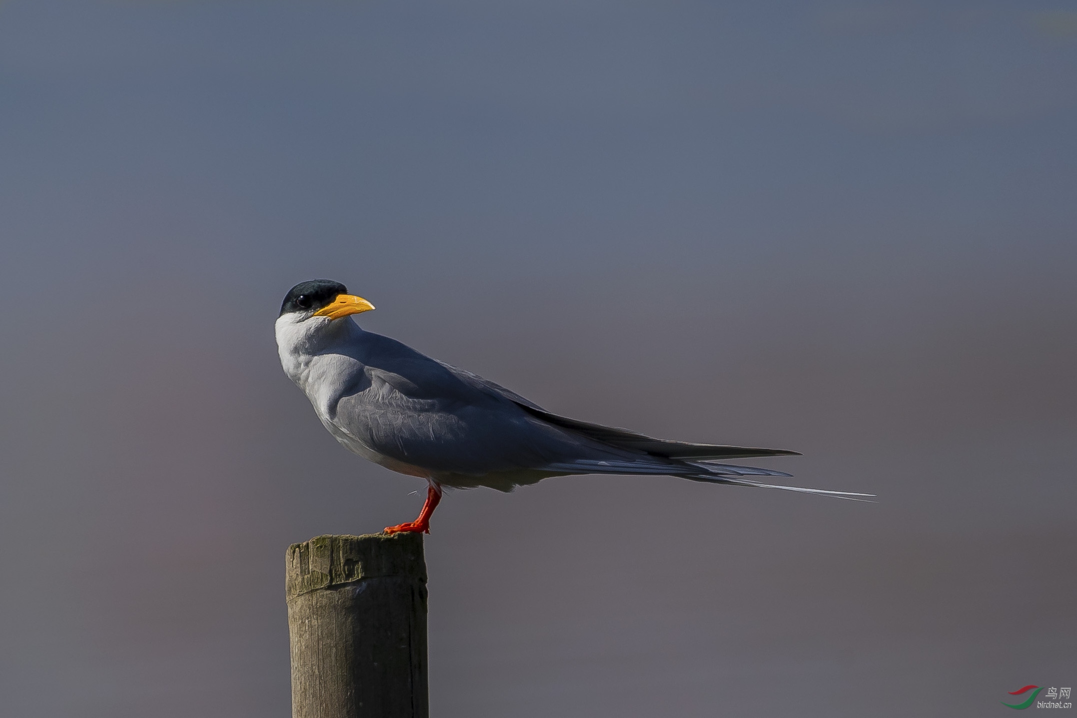 中国罕见鸟种黄嘴河燕鸥