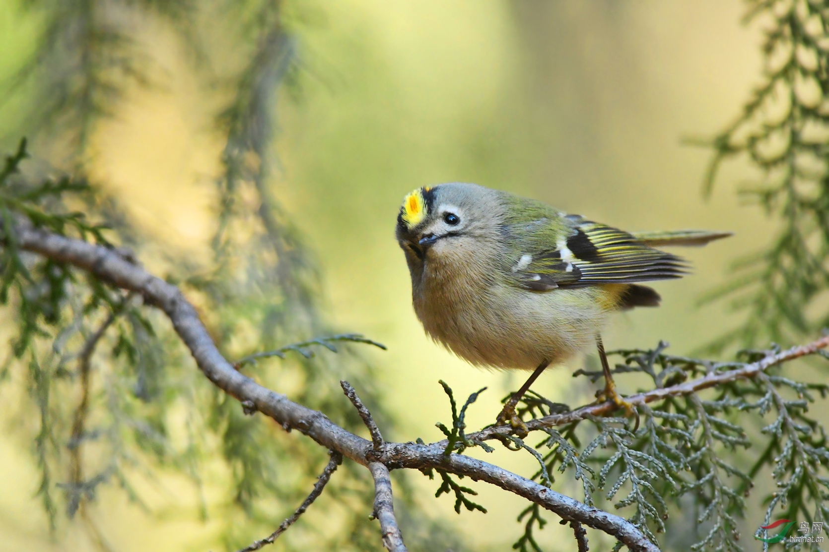 [林鸟] ------ 胖胖的小戴菊