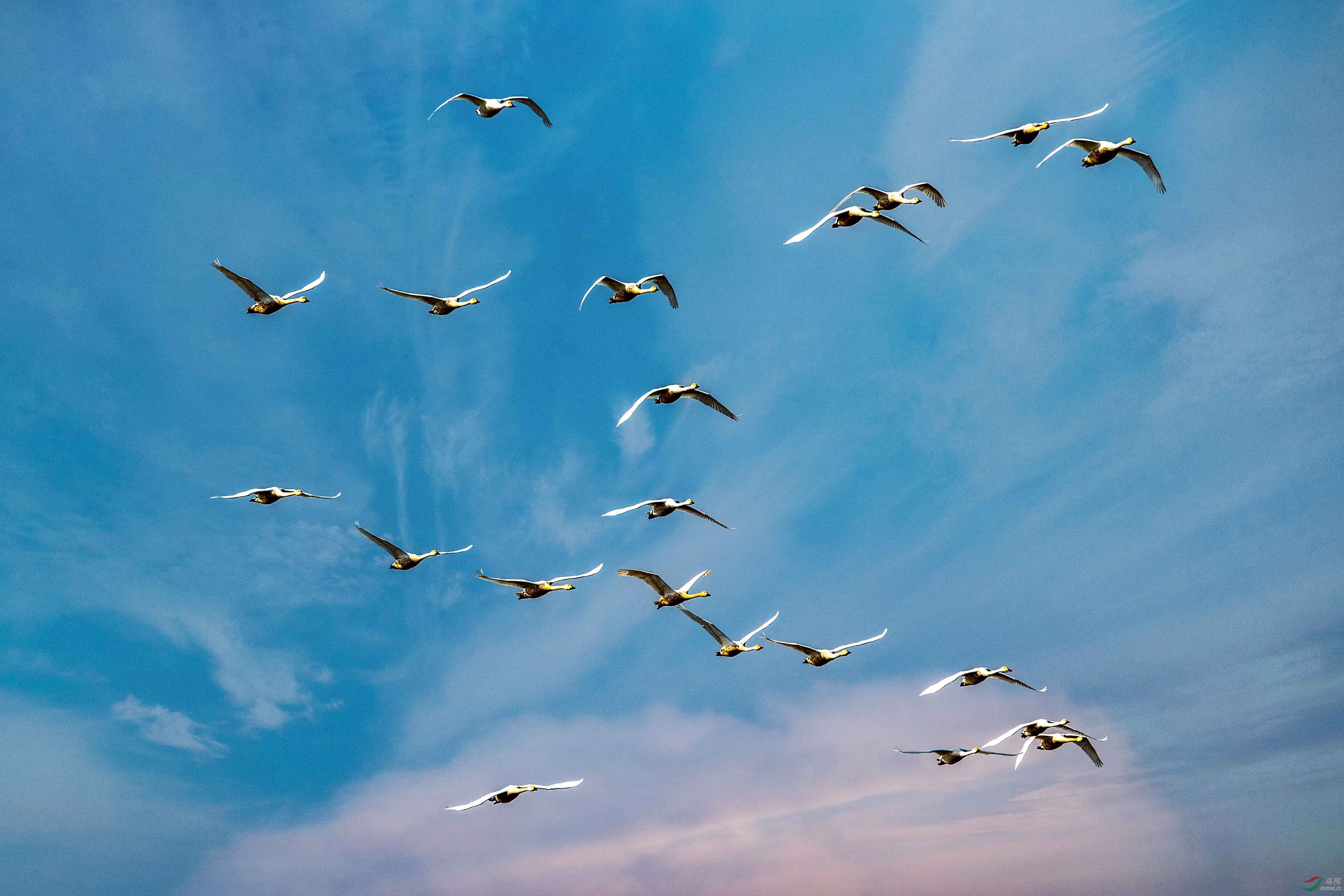 一群天鹅从蓝天下飞过