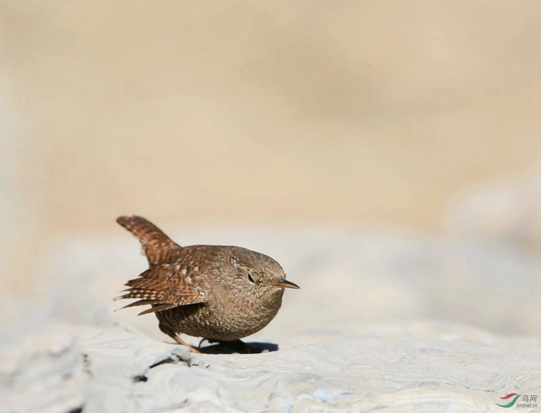 鹪鹩的经典行为蹲地眯眼望天翘尾