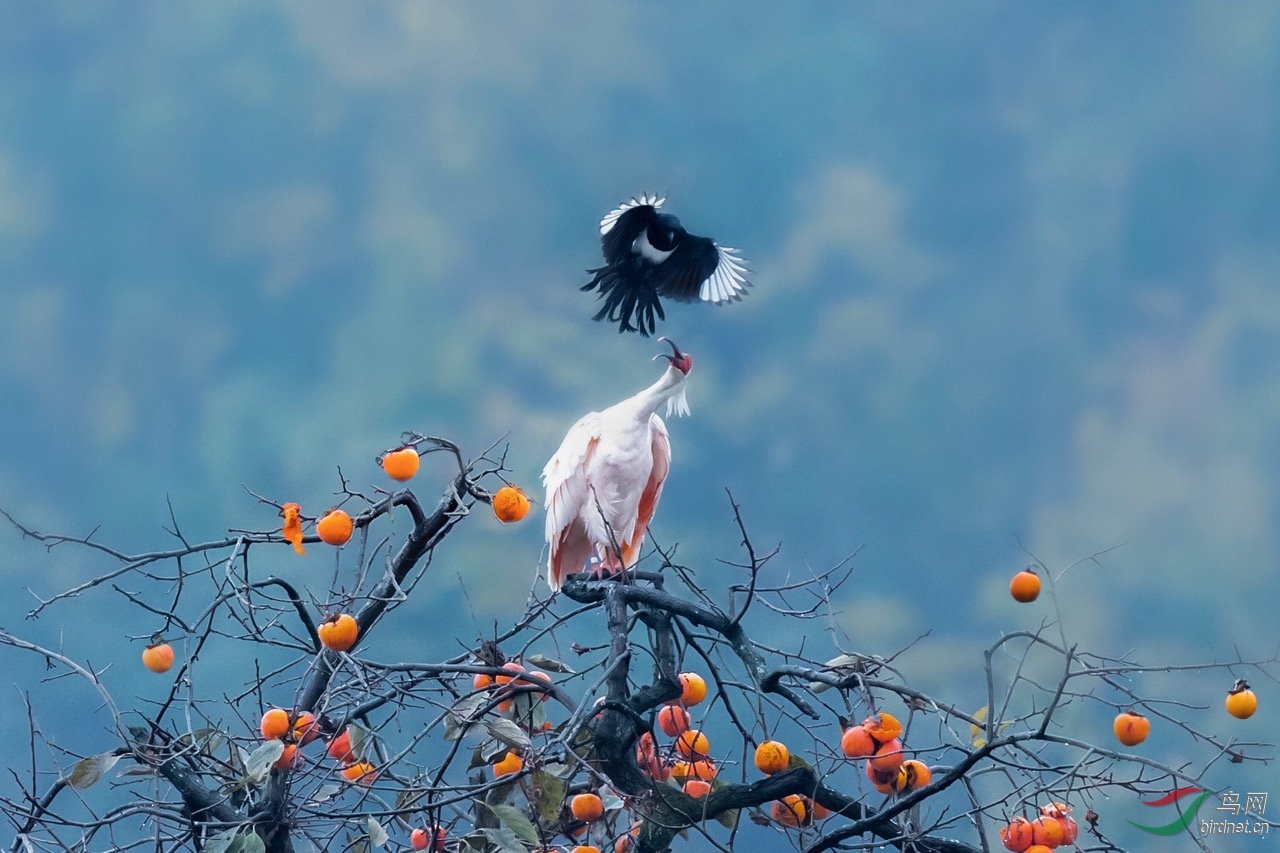 ��֦ͷ�ֻ���ϲȵ���������������q��Ϸ��˲�䡣