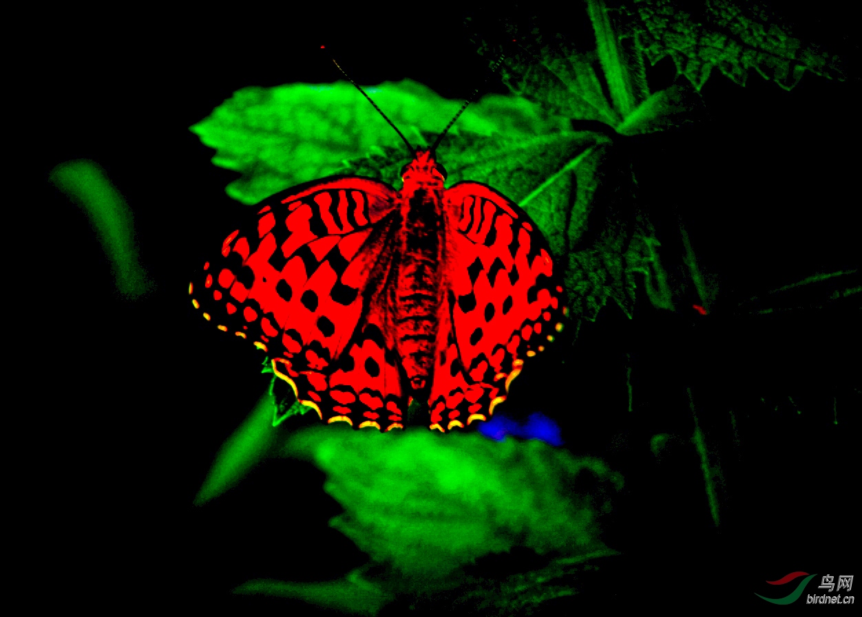 红色的蝴蝶有哪些品种图片
