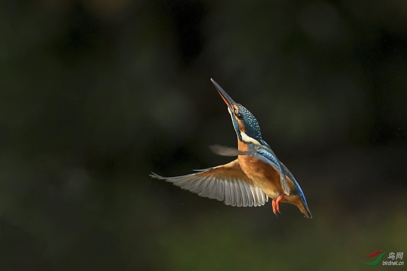 DSC_7495-2.jpg