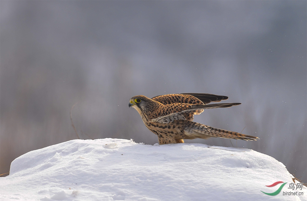 DSC_0382-1.jpg