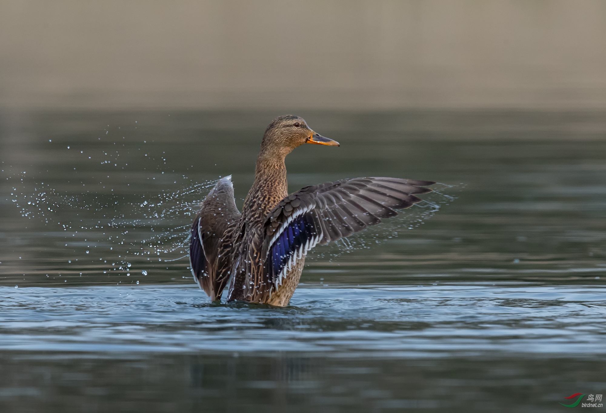 鸭太太呼风唤雨