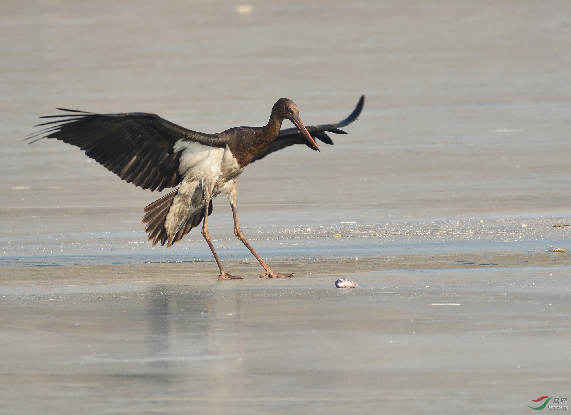 ������Ӱ 2481����.jpg