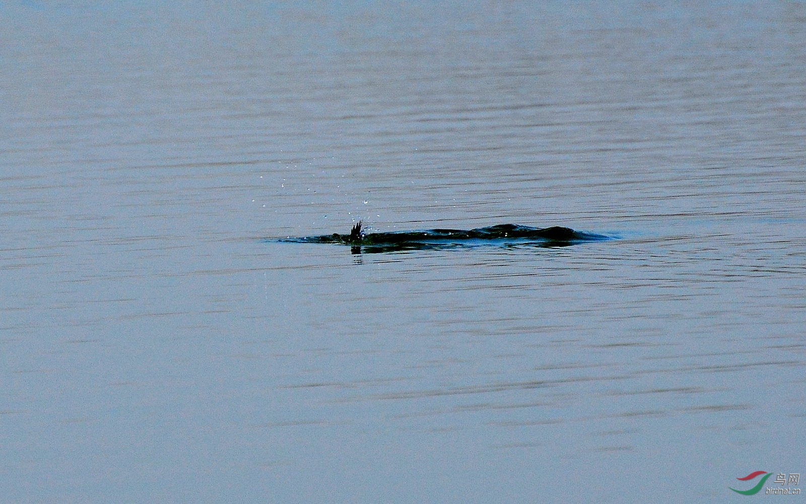 DSC_6529.JPG