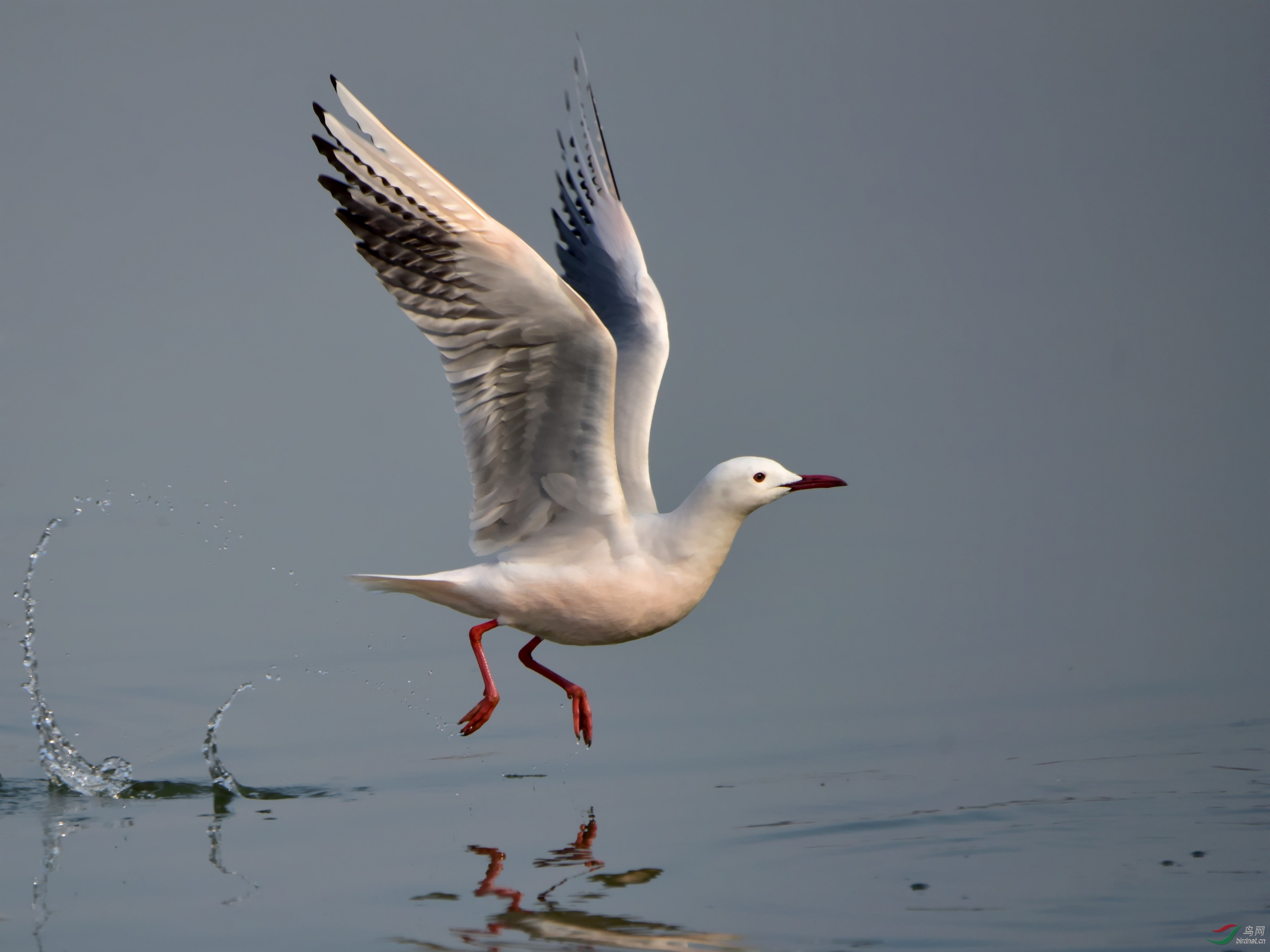 DSC_625_conew1.jpg