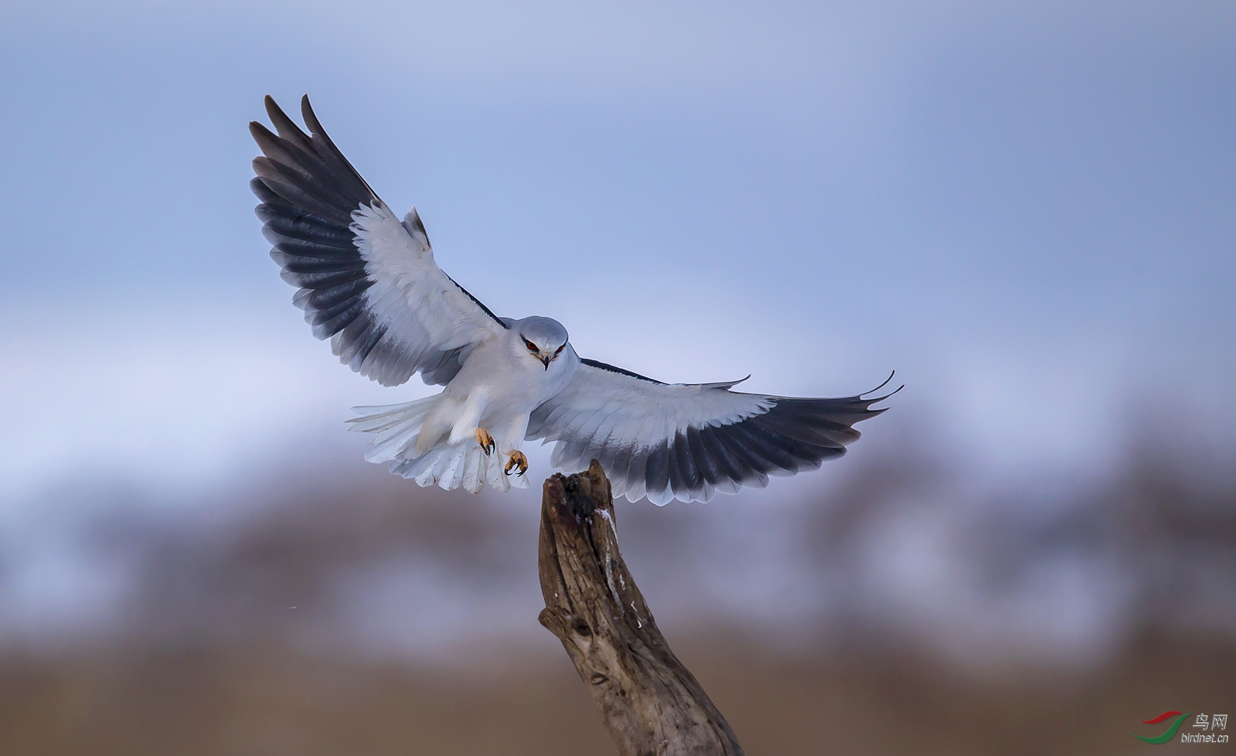 潇洒的落姿——黑翅鸢