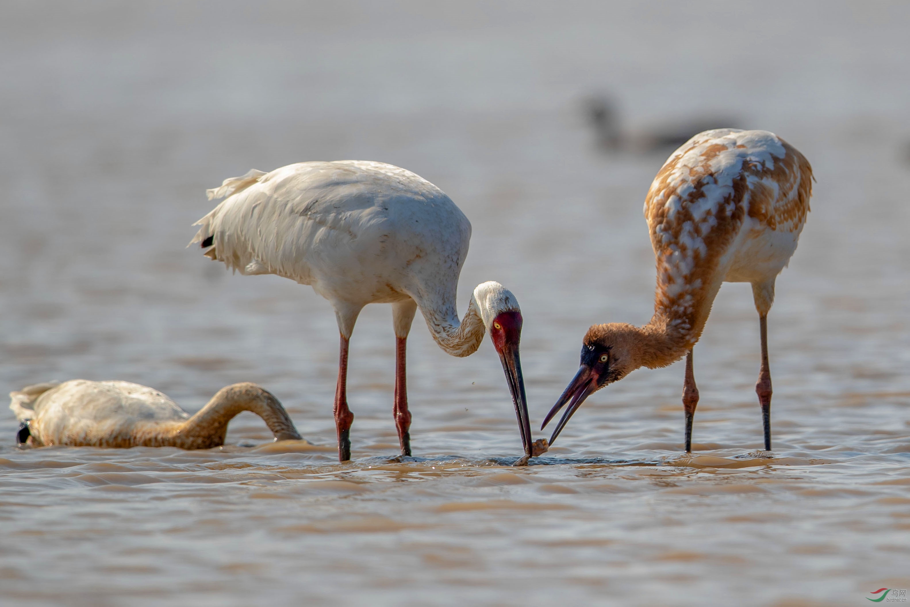 白鹤母亲喂小鹤