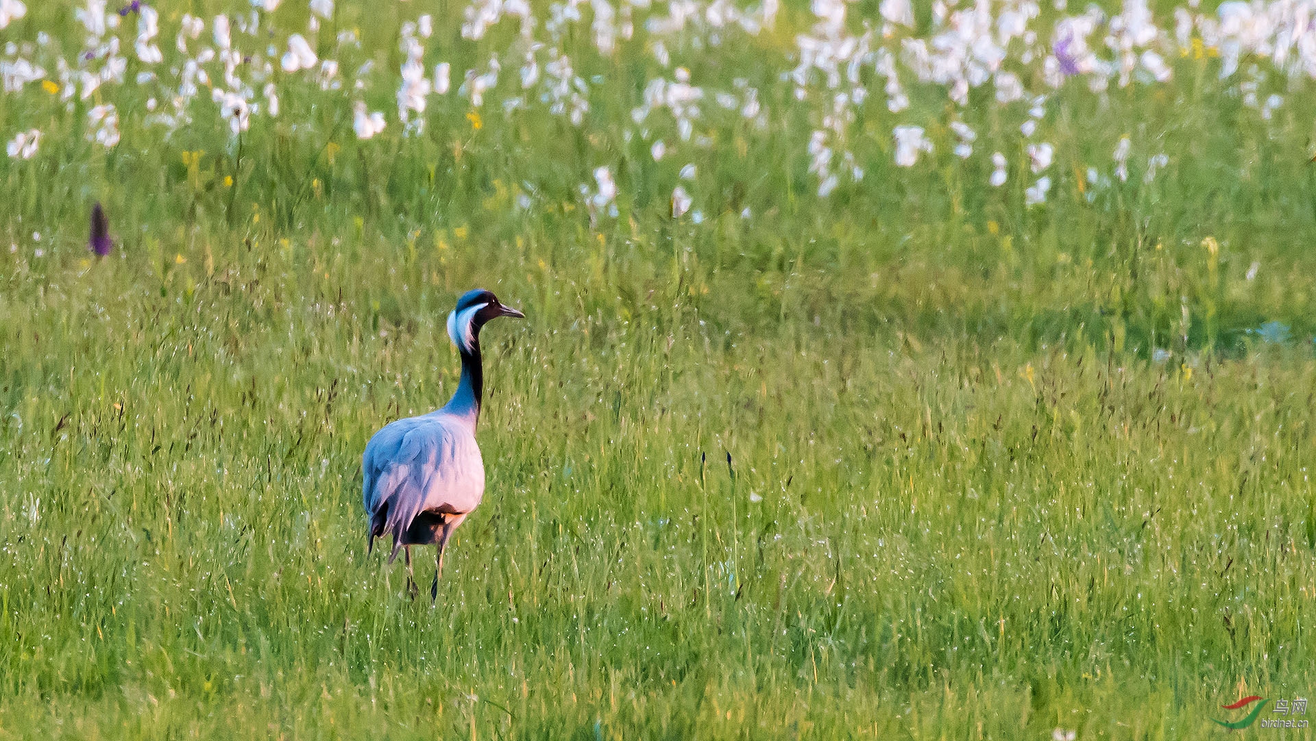 DSC_1976.jpg