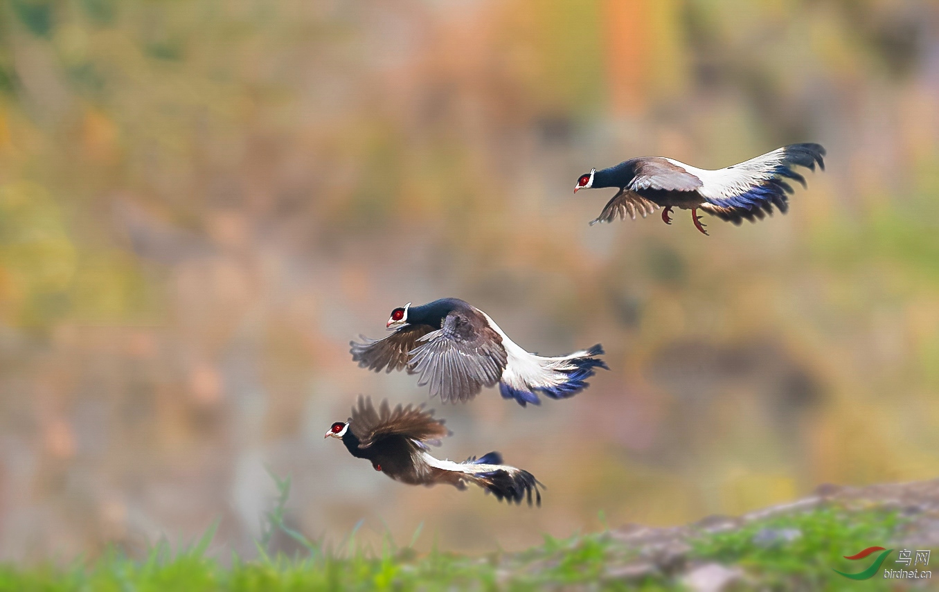 褐马鸡三飞同框.