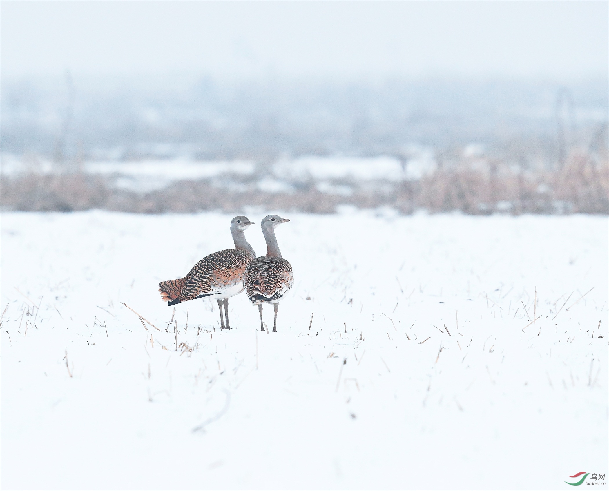 337 - ����.jpg