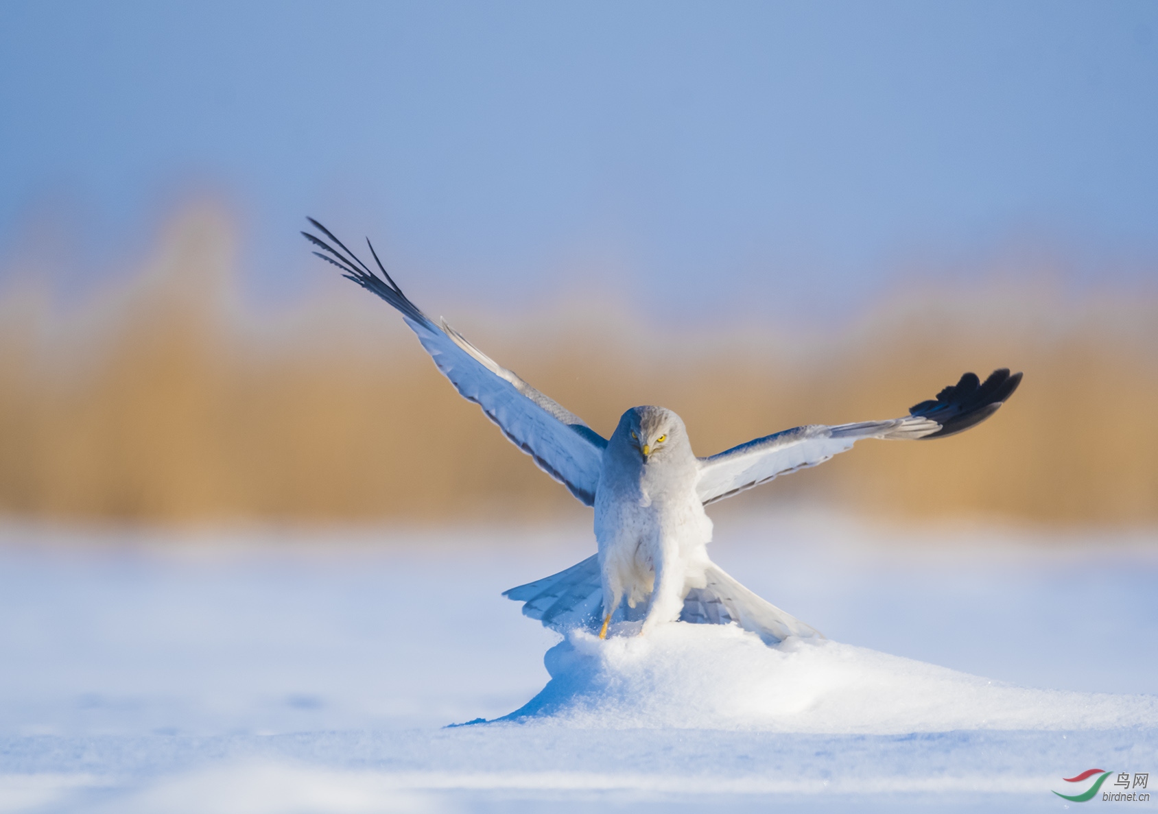 ��ϲ��ϲ��ϲ�ɺ�