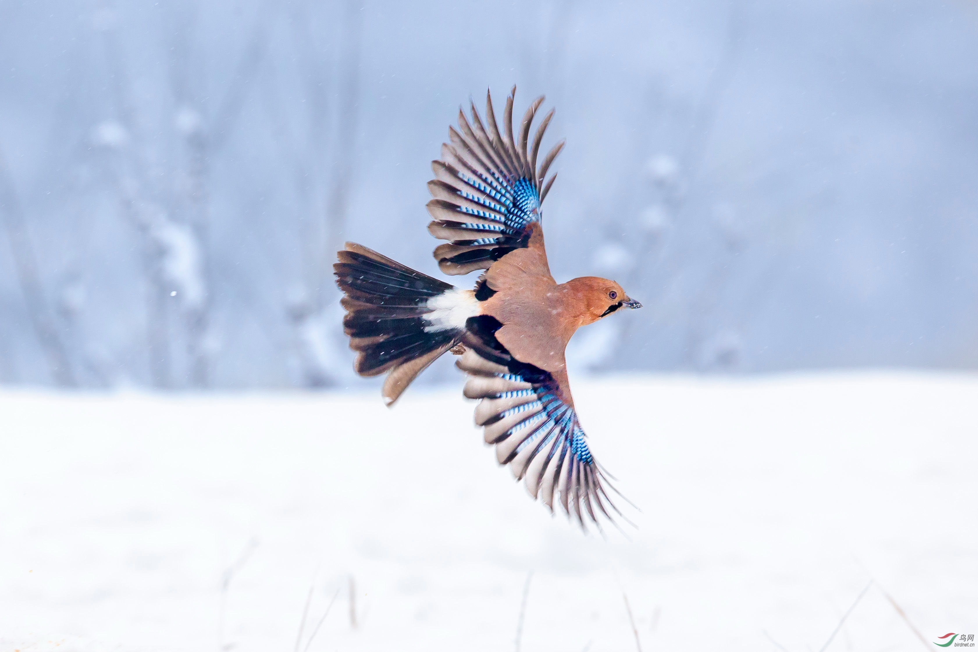 飞雪松鸦展翠羽