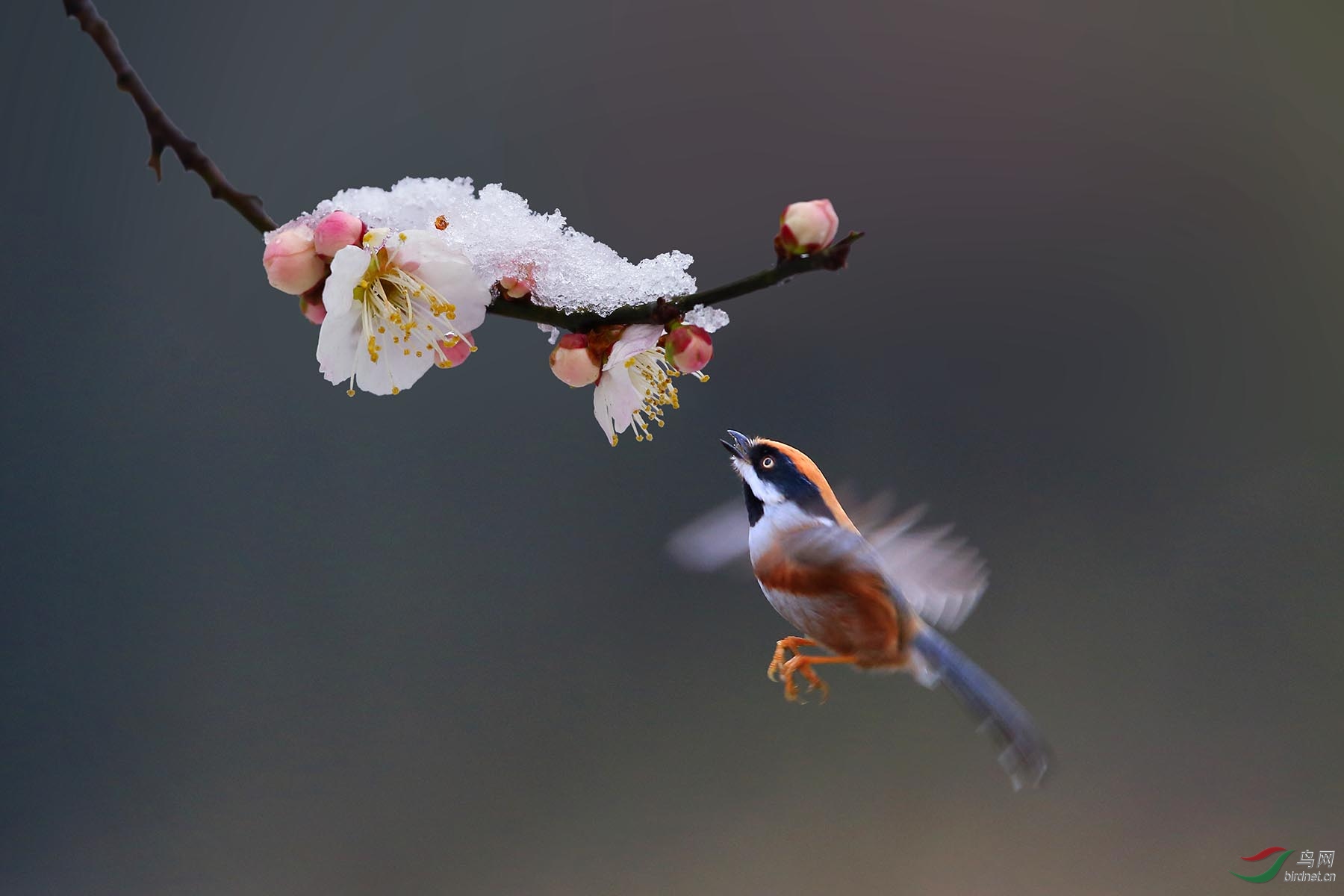 红头探梅祝贺荣获首页鸟类精华
