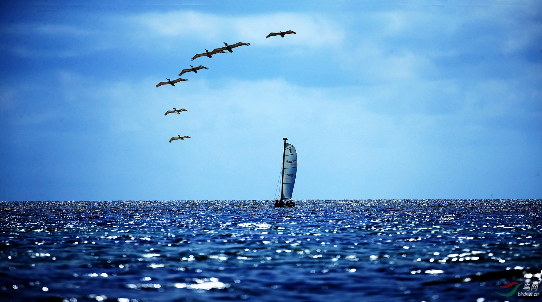 帆船渐渐远去 鸬鹚缓缓归来—神奇的加勒比海