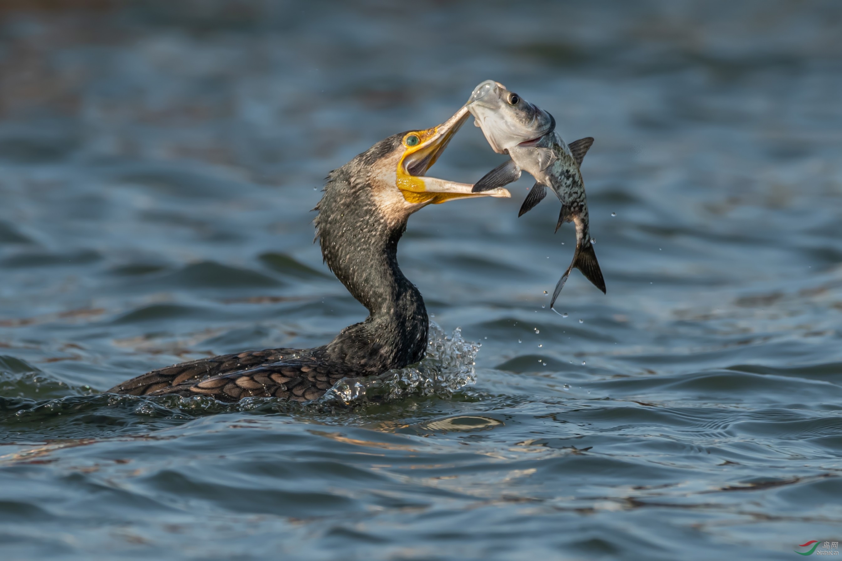 2019�����������