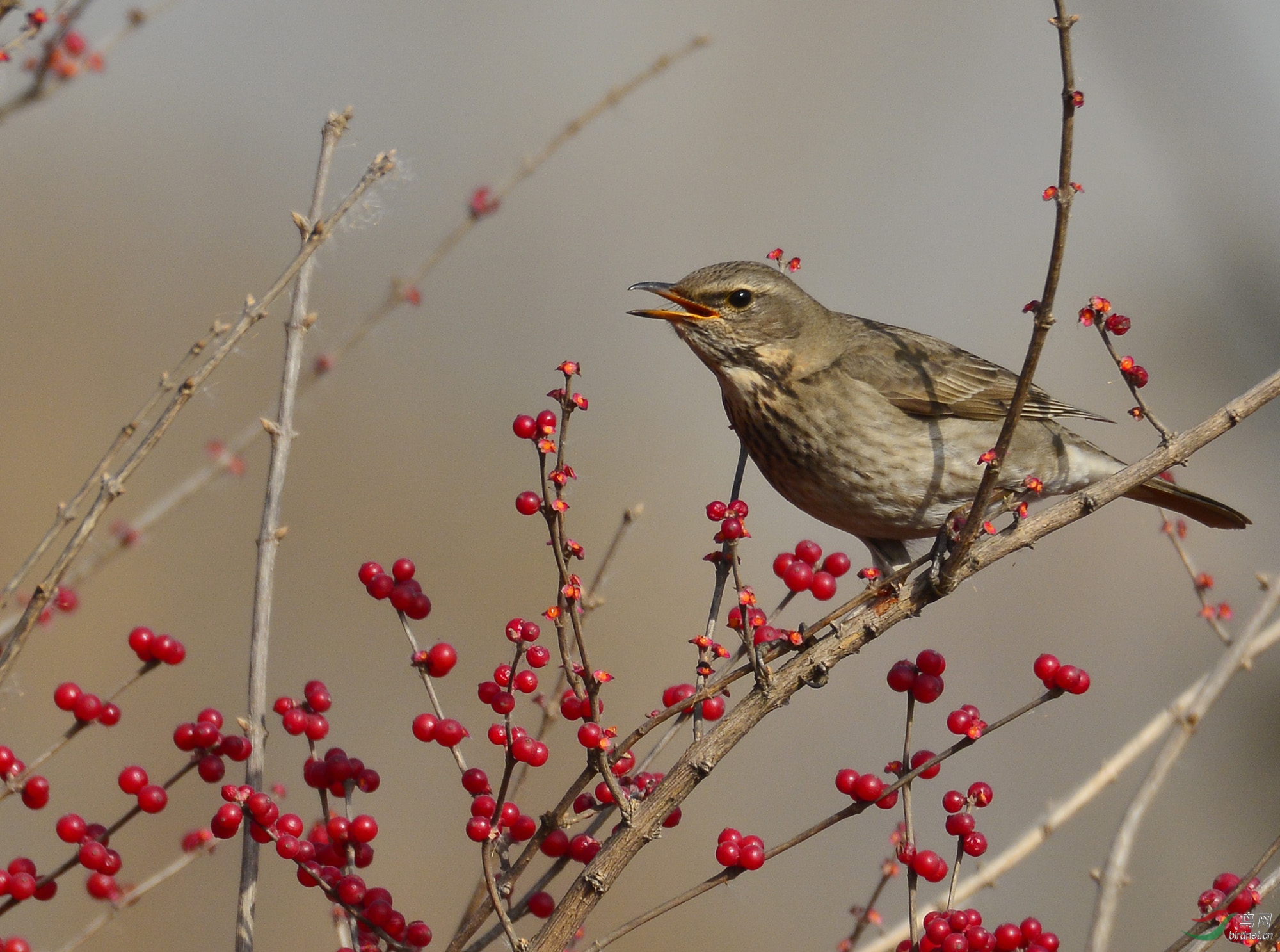 ������Ӱ 528����.jpg