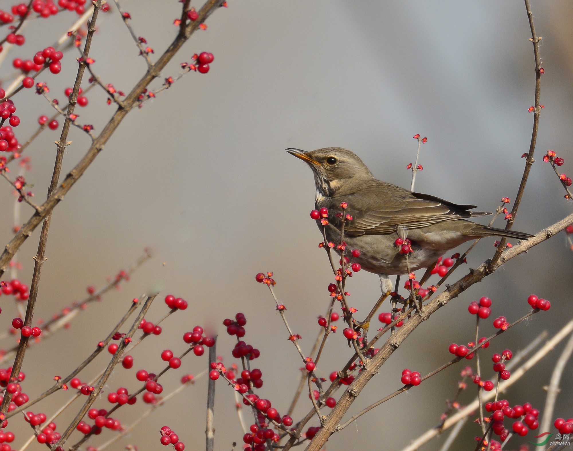 ������Ӱ 737����.jpg