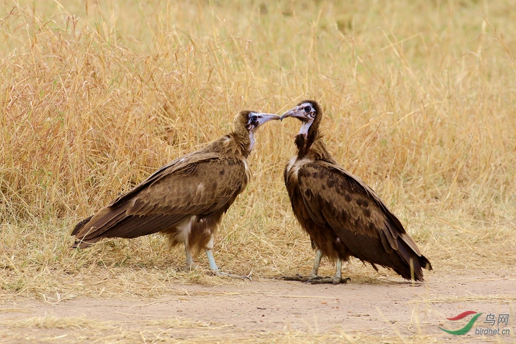 头巾兀鹫—世界二级保护动物