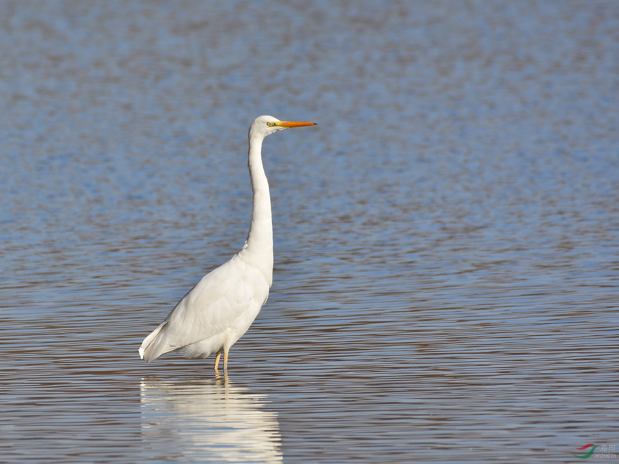 ������Ӱ 2238����.jpg