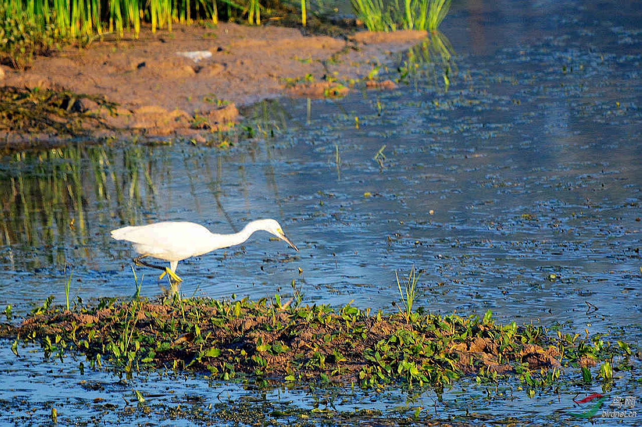 河滩拍白鹭