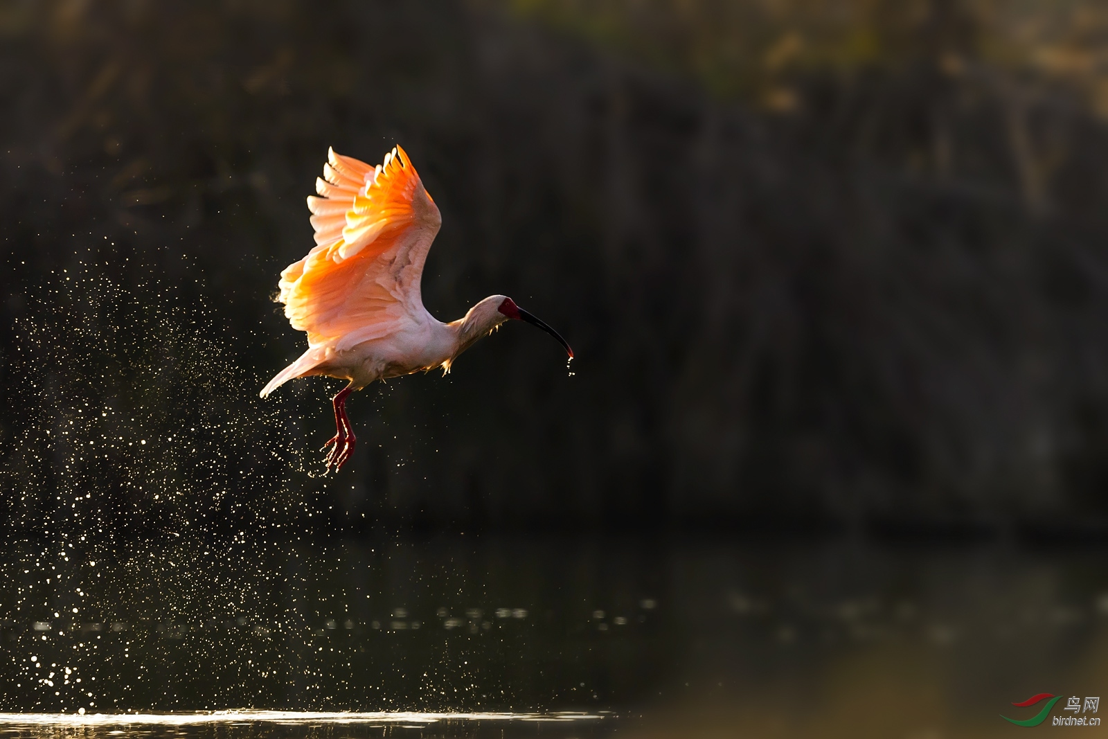 朱鹭踏破澄潭月,光影芒芒夜未央