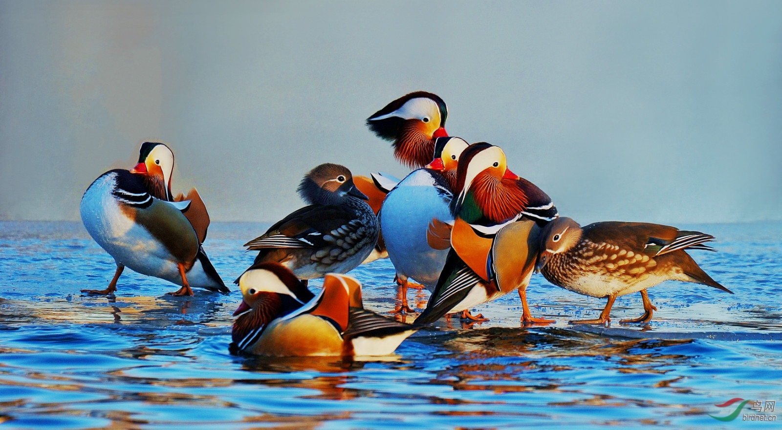鸳鸯冰雪嘉年华