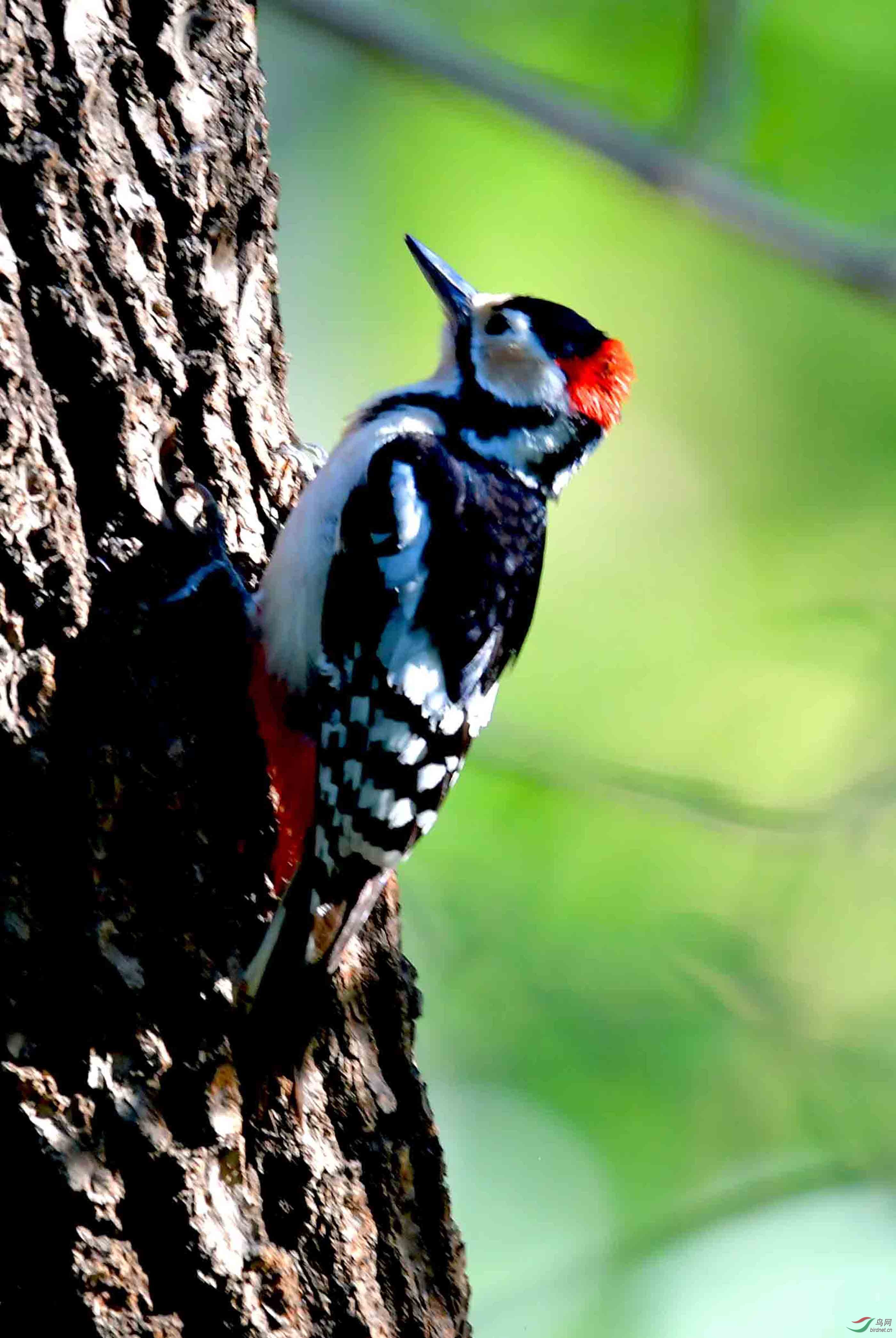 一组大班啄木鸟(2019年摄)