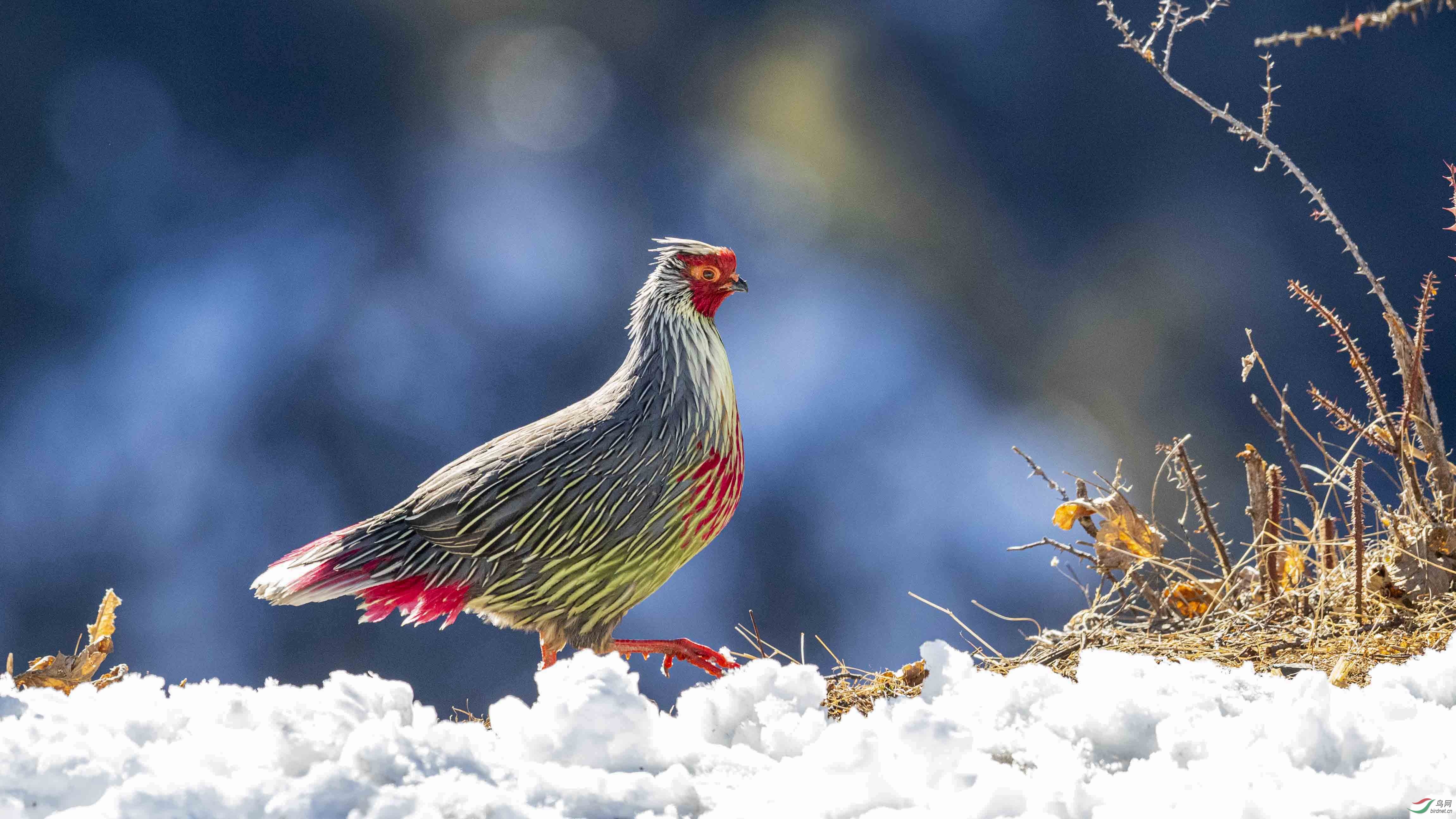 雪版藏血雉