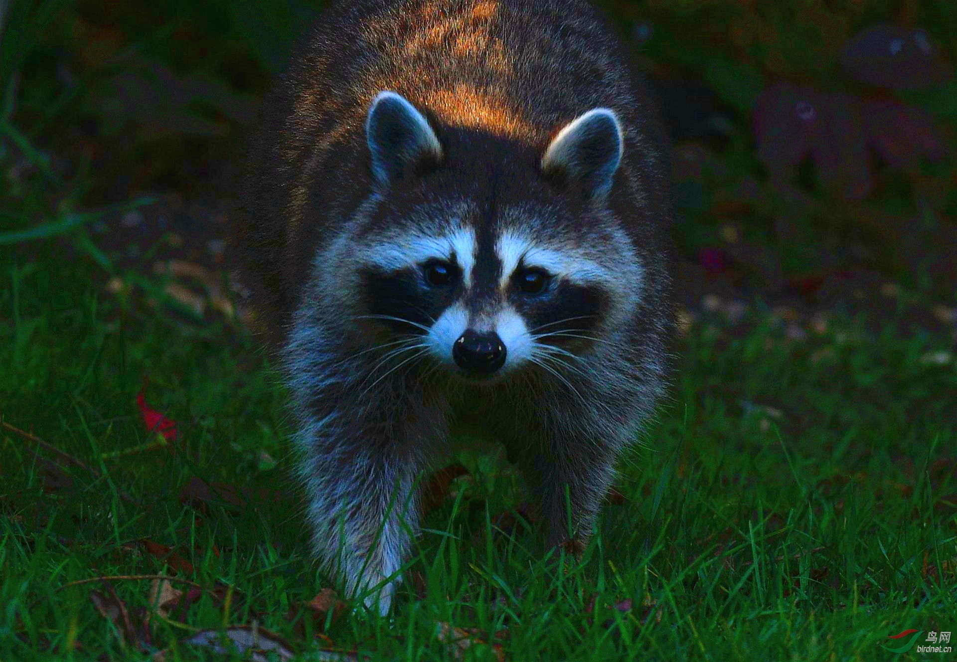 DSC_9662_����.jpg