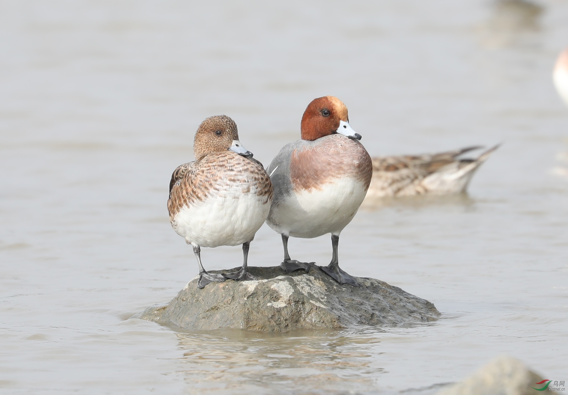 晒太阳的一对赤颈鸭