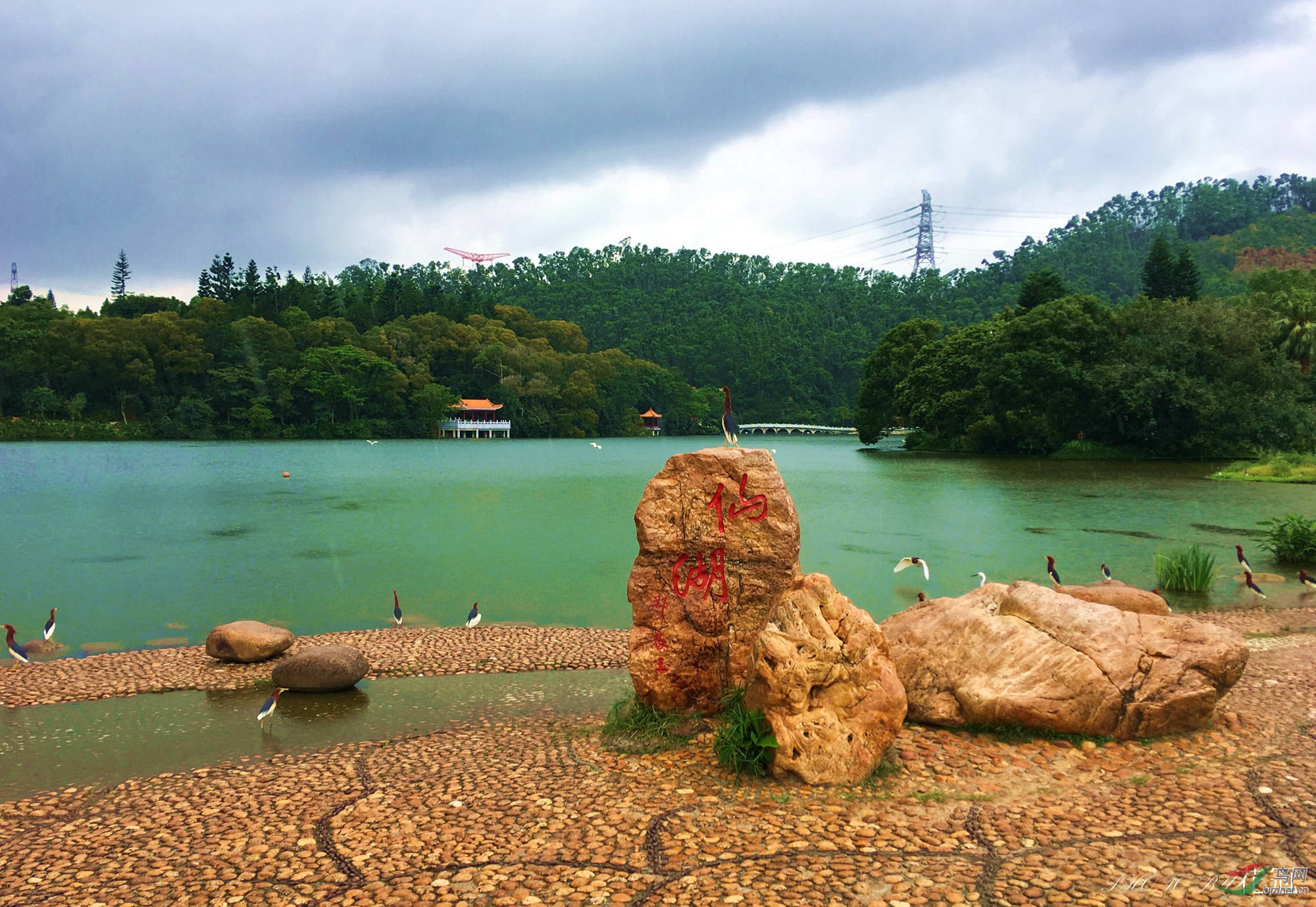 深圳仙湖植物园-鸟儿捉虫