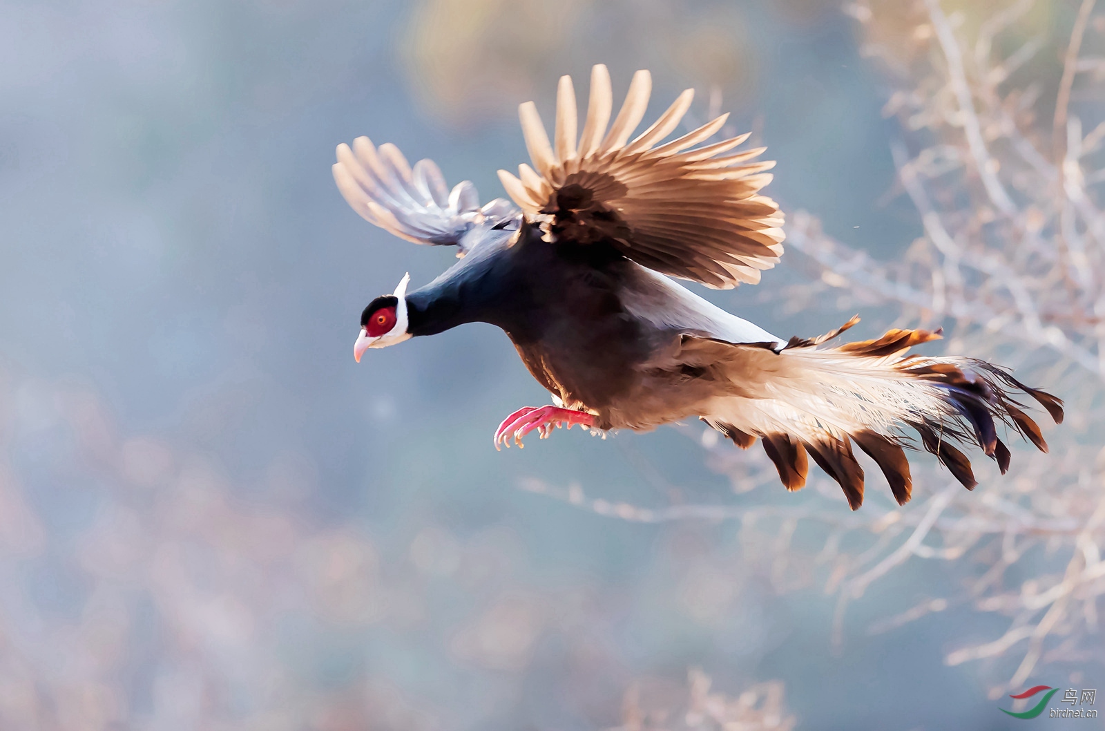 飞翔荣获首页精华