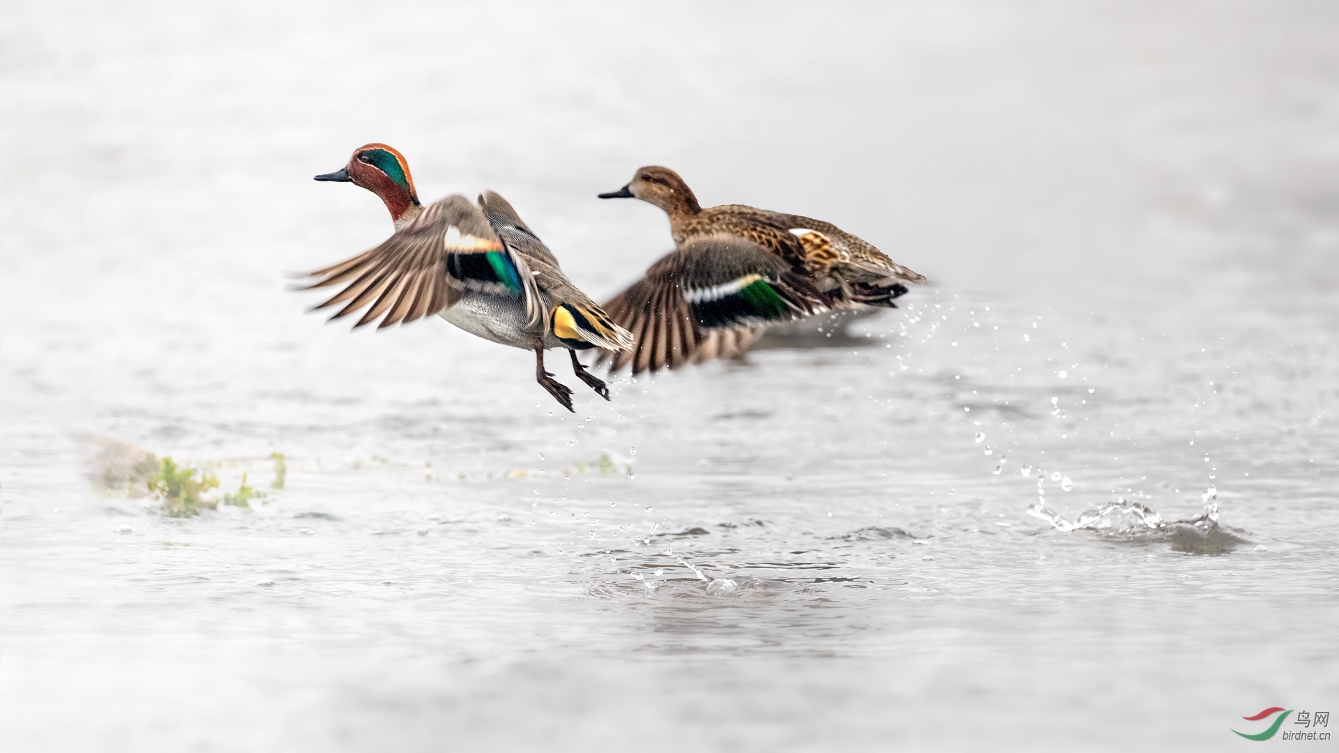 一对绿翅鸭腾空而起