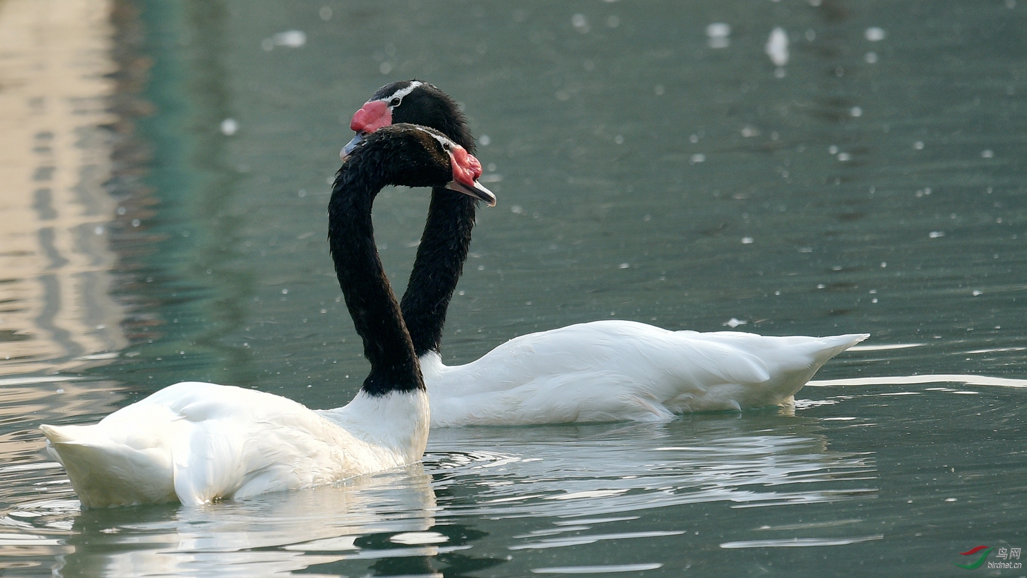 黑颈天鹅的亲情