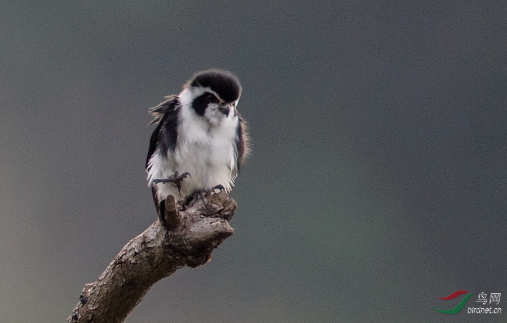 DSC_7493-1.jpg