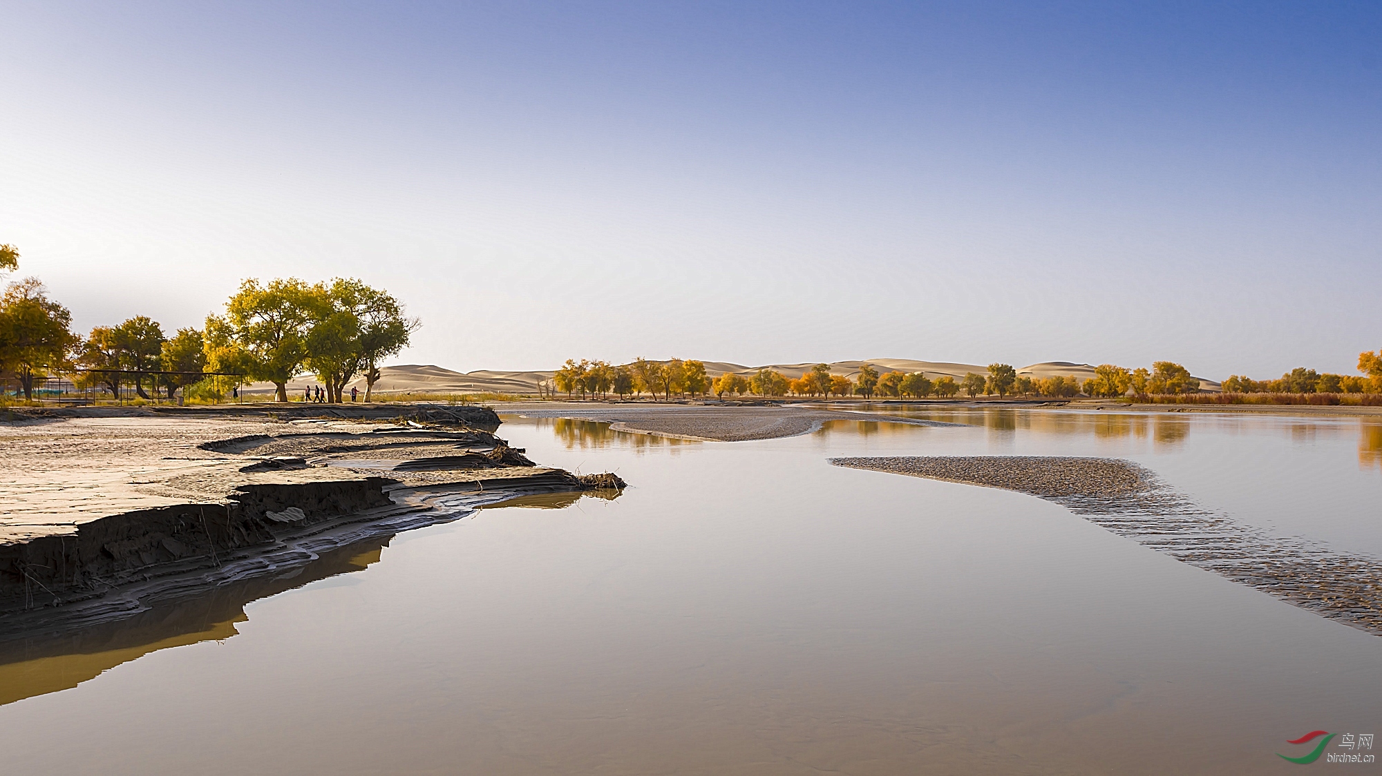 深秋罗布泊段的塔里木河!