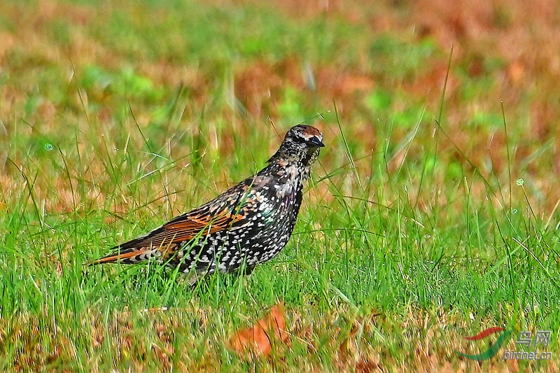 DSC_7406-_����.jpg