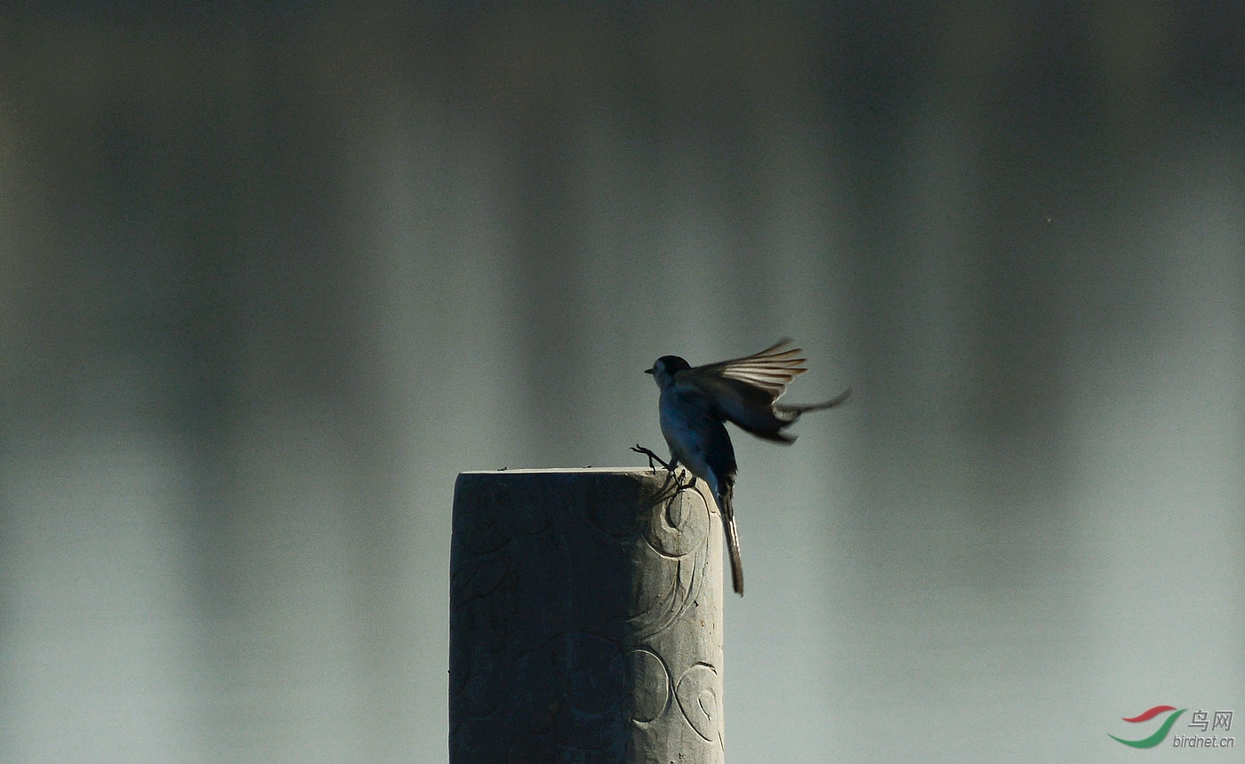 DSC_7380.JPG