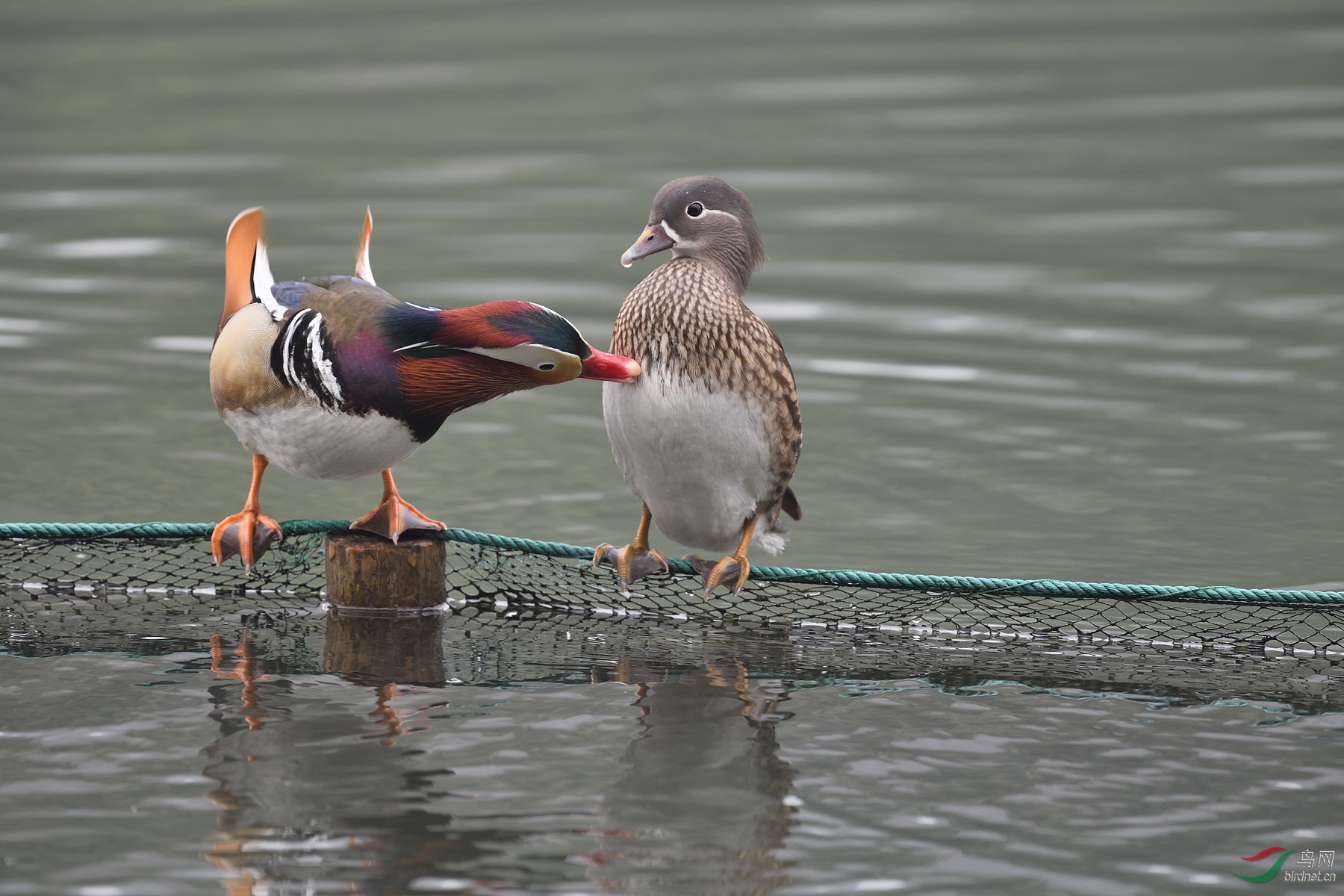 一往情深又一网情深