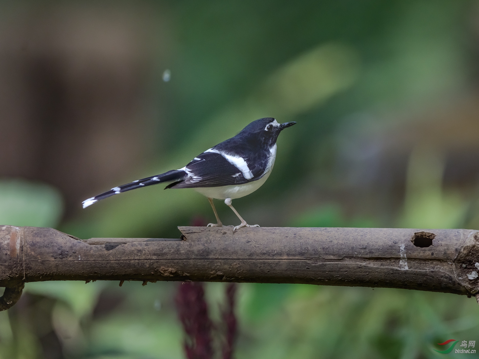 DSC_3435.jpg