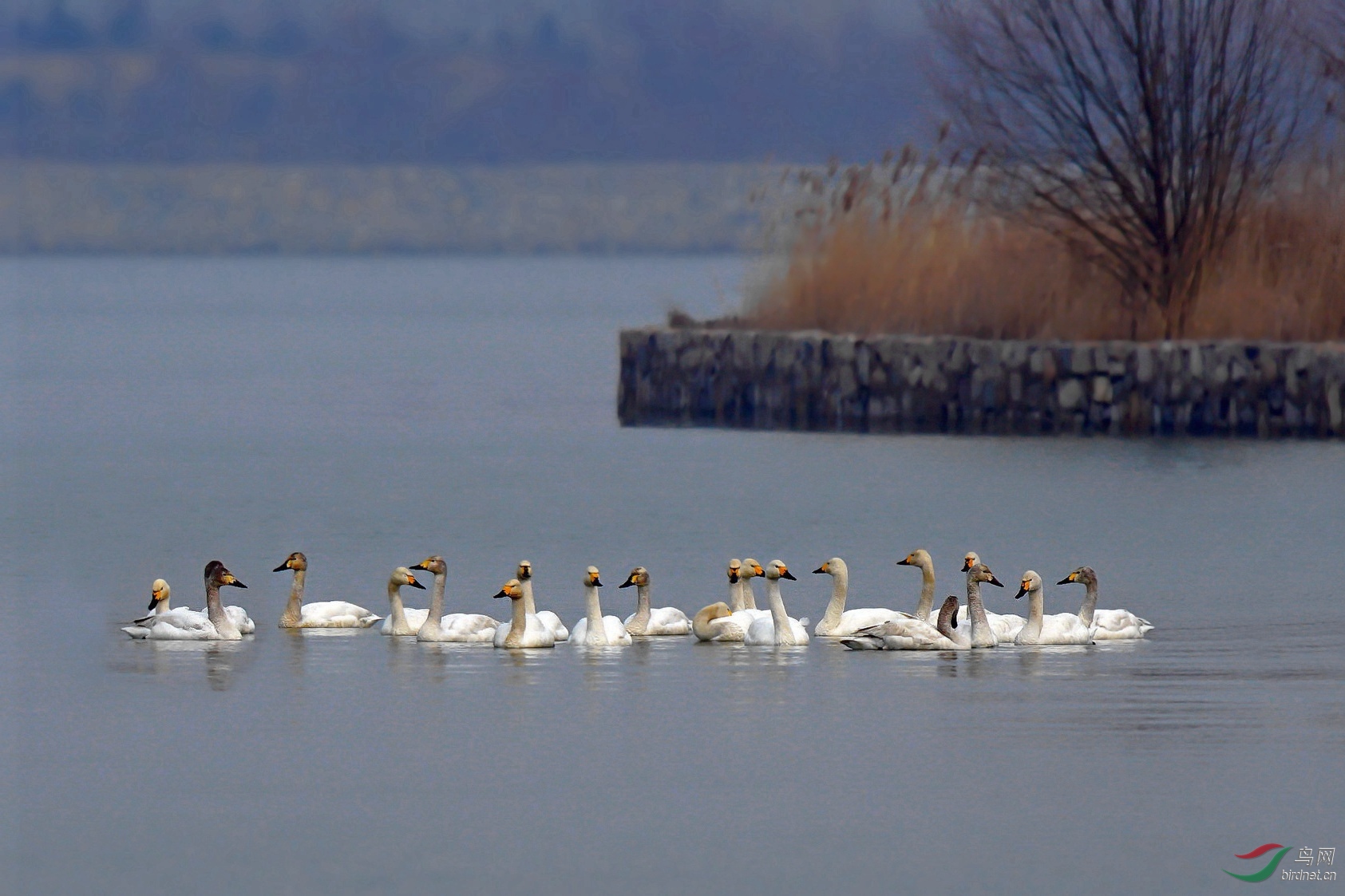 湖中天鹅曲谱_湖中天鹅照片(2)