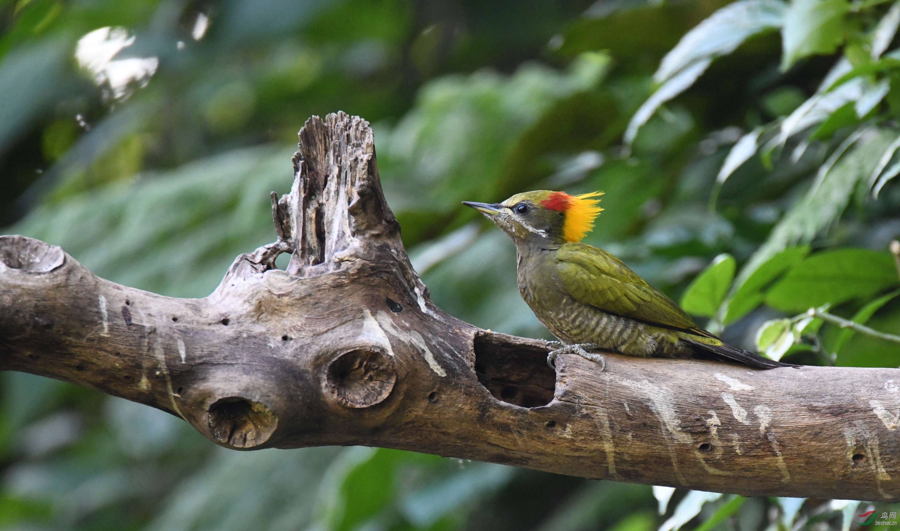 黄冠啄木鸟