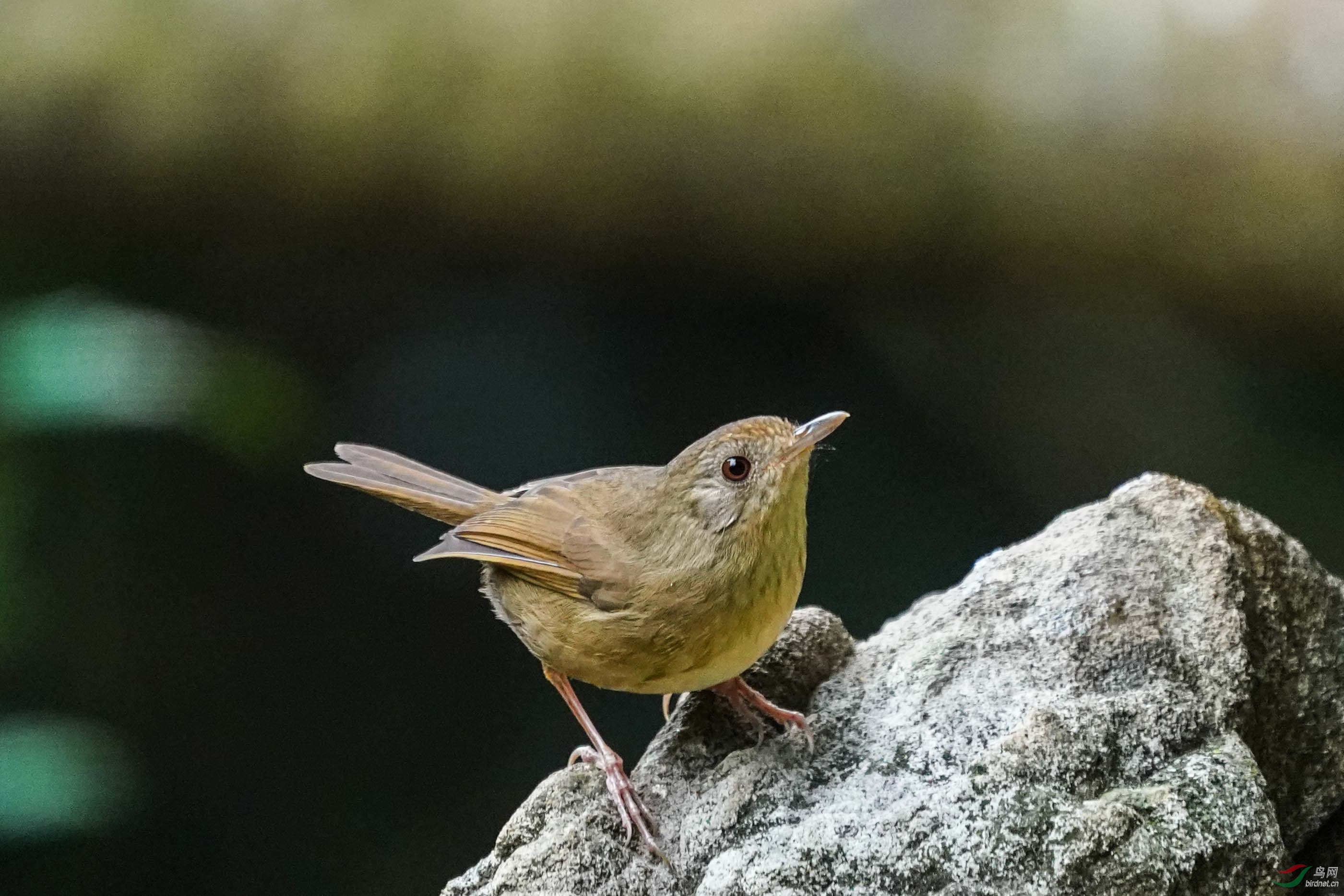 索尼200600拍棕胸雅鹛距离57m