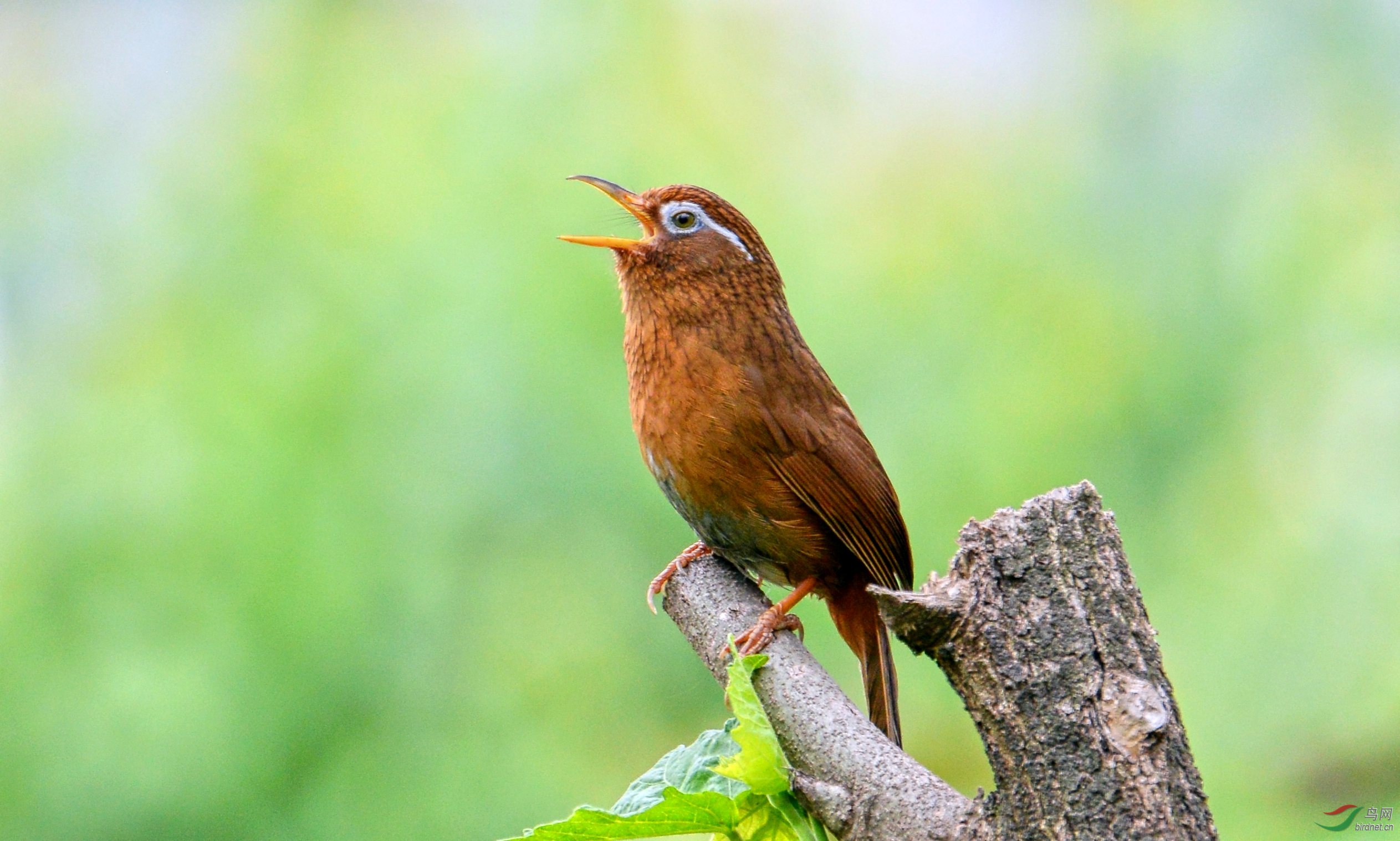 DSC_3467_conew3.jpg
