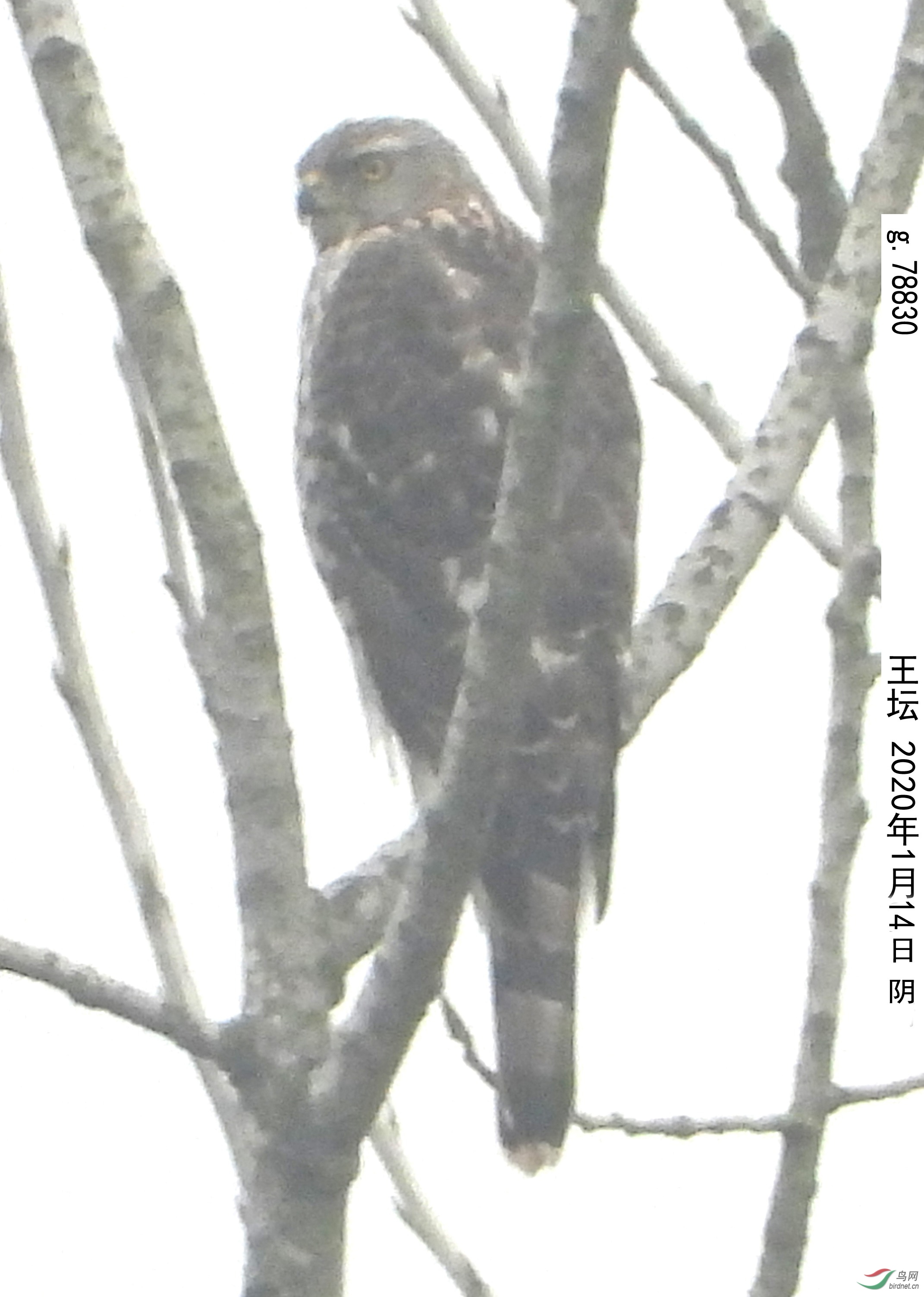 g.78830 ȸӥ_����.jpg