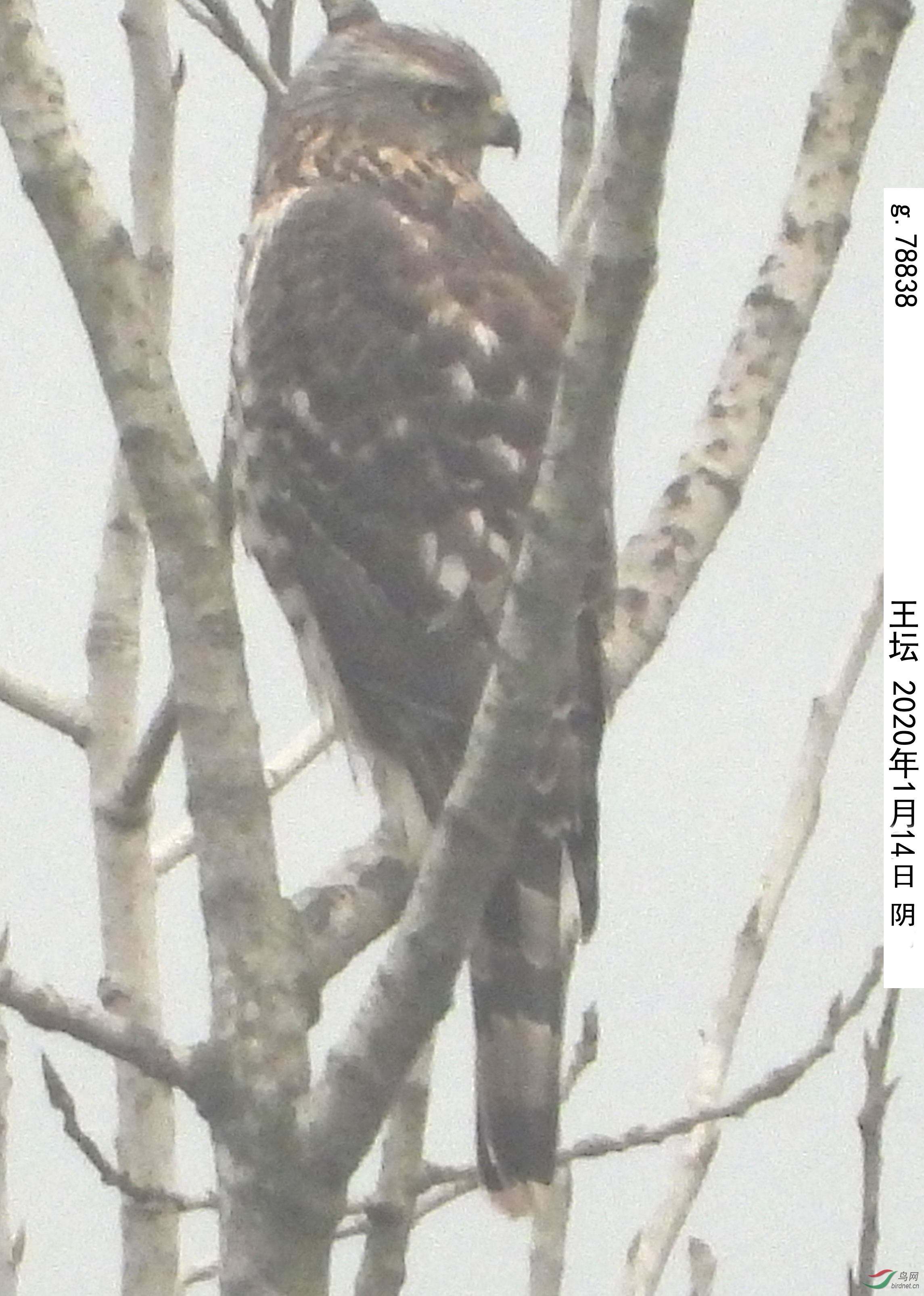 g.78838 ȸӥ_����.jpg