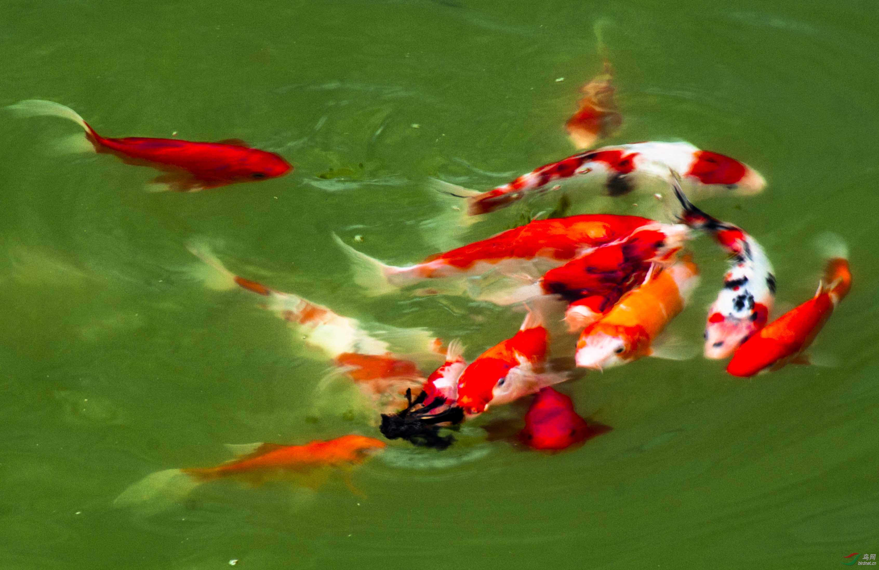 祝辽宁版 liaoning年年有鱼,天天有鸟,时时有乐